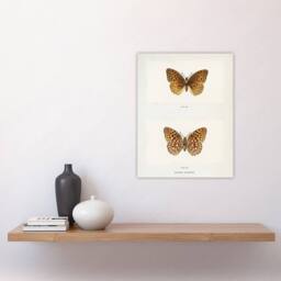 "Artery8 Aphrodite Fritillary Butterfly Denton Wall Art Poster Print in White - Size: W12"" x H16""" - thumbnail 4
