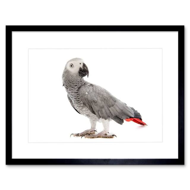 "Artery8 Photo Nature Animal Bird African Grey Parrot 12x16"" Framed Art Print - Size: W12"" x H16""" - image 1