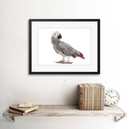 "Artery8 Photo Nature Animal Bird African Grey Parrot 12x16"" Framed Art Print - Size: W12"" x H16""" - thumbnail 2