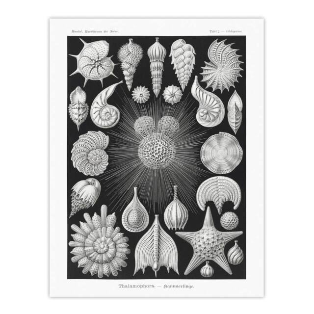 "Artery8 Forams Vintage Illustration Haeckel Botanical Wall Art Print Poster in Black - Size: W24"" x H32""" - image 1