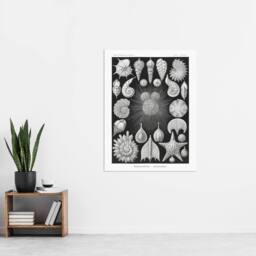 "Artery8 Forams Vintage Illustration Haeckel Botanical Wall Art Print Poster in Black - Size: W24"" x H32""" - thumbnail 4