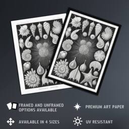 "Artery8 Forams Vintage Illustration Haeckel Botanical Wall Art Print Poster in Black - Size: W24"" x H32""" - thumbnail 2
