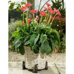 Jardinopia Springer Spaniel Plant Pot Feet - Set of 3 in Bronze - thumbnail 3