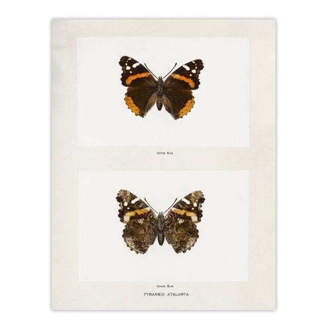 "Artery8 Red Admiral Butterfly Vintage Illustration Denton Wall Art Print in White - Size: W12"" x H16""" - image 1