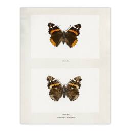 "Artery8 Red Admiral Butterfly Vintage Illustration Denton Wall Art Print in White - Size: W12"" x H16""" - thumbnail 1