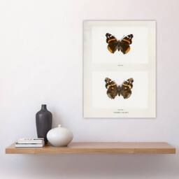 "Artery8 Red Admiral Butterfly Vintage Illustration Denton Wall Art Print in White - Size: W12"" x H16""" - thumbnail 4