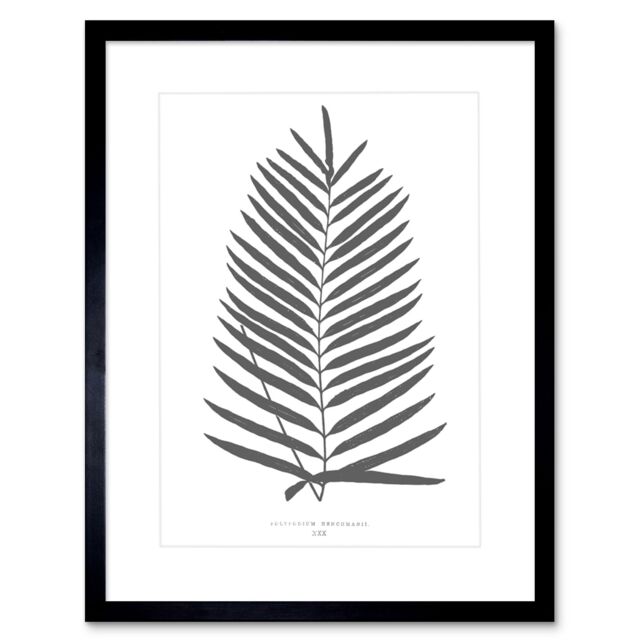 "Artery8 Wall Art Print Fern Vintage Grey Art Framed 9x7 inch in Black - Size: W7"" x H9""" - image 1