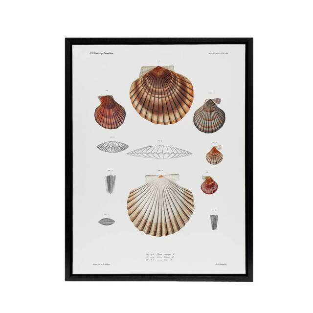 "Artery8 Clam shell varieties Augustus Gould Framed Canvas Wall Art Print in White - Size: W12"" x H16""" - image 1