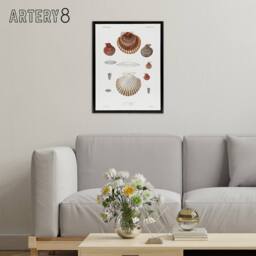 "Artery8 Clam shell varieties Augustus Gould Framed Canvas Wall Art Print in White - Size: W12"" x H16""" - thumbnail 3