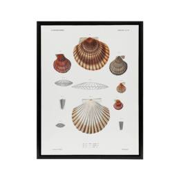 "Artery8 Clam shell varieties Augustus Gould Framed Canvas Wall Art Print in White - Size: W12"" x H16""" - thumbnail 1