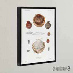 "Artery8 Clam shell varieties Augustus Gould Framed Canvas Wall Art Print in White - Size: W12"" x H16""" - thumbnail 2