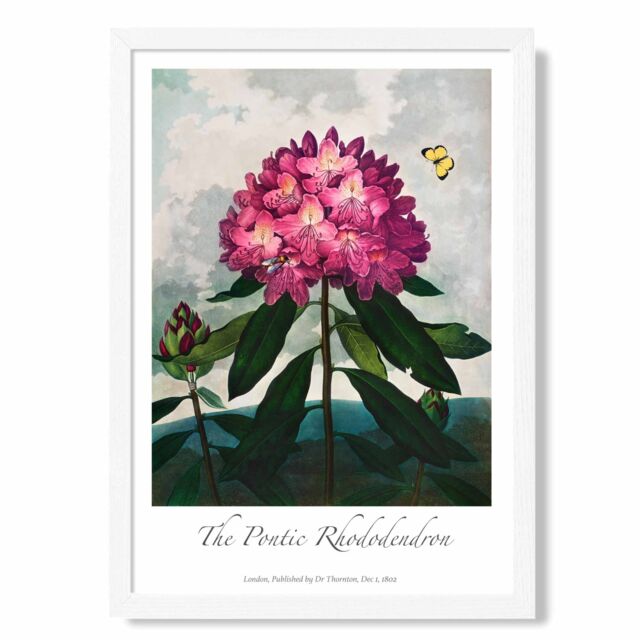 ARTZE Vintage Floral Exhibition - Rhododendron Flower Framed Print SIZE: A4 with White Frame in Pink - image 1