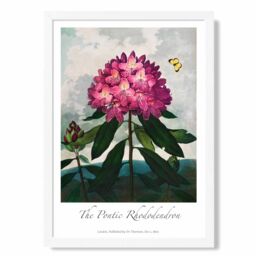 ARTZE Vintage Floral Exhibition - Rhododendron Flower Framed Print SIZE: A4 with White Frame in Pink - thumbnail 1