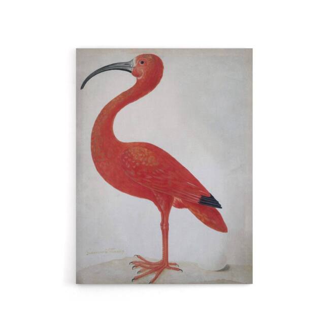 "Artery8 Merian Scarlet Ibis With Egg Nature Canvas Wall Art Print in Pink - Size: W18"" x H24""" - image 1