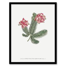 Artery8 Francis Sansom Erica Glauca Elegans Flower Bloom Framed Wall Art Print in White - Size: A4 - thumbnail 1