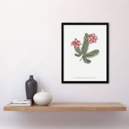 Artery8 Francis Sansom Erica Glauca Elegans Flower Bloom Framed Wall Art Print in White - Size: A4 - thumbnail 4