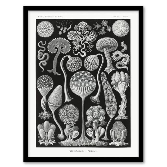 "Artery8 Intricate Slime Molds Haeckel Botanical Framed Wall Art Print in Black - Size: W12"" x H16""" - image 1