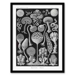 "Artery8 Intricate Slime Molds Haeckel Botanical Framed Wall Art Print in Black - Size: W12"" x H16""" - thumbnail 1