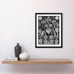 "Artery8 Intricate Slime Molds Haeckel Botanical Framed Wall Art Print in Black - Size: W12"" x H16""" - thumbnail 4