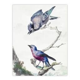 "Artery8 Blue Jay & a Purple Breasted Cotinga Schouman Wall Art Poster Print in White - Size: W12"" x H16""" - thumbnail 1
