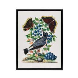 "Artery8 Northern Wheatear & Mourning Cloak Bolton Black Framed Canvas Art - Size: W24"" x H32""" - thumbnail 1