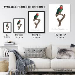 Artery8 The blue Crowned Lorikeet Parrot Levaillant Framed Wall Art Print in White - Size: A4 - thumbnail 3