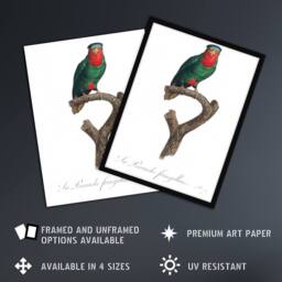Artery8 The blue Crowned Lorikeet Parrot Levaillant Framed Wall Art Print in White - Size: A4 - thumbnail 2