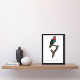 Artery8 The blue Crowned Lorikeet Parrot Levaillant Framed Wall Art Print in White - Size: A4 - thumbnail 4