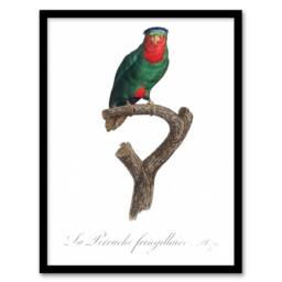 Artery8 The blue Crowned Lorikeet Parrot Levaillant Framed Wall Art Print in White - Size: A4 - thumbnail 1
