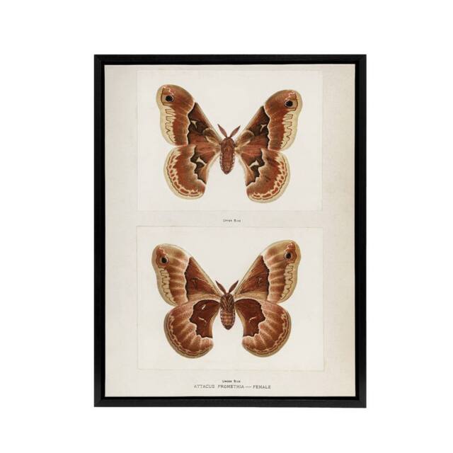 "Artery8 Promethea Silkmoth Female Sherman Denton Framed Canvas Wall Art Print in White - Size: W12"" x H16""" - image 1