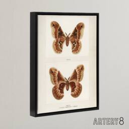 "Artery8 Promethea Silkmoth Female Sherman Denton Framed Canvas Wall Art Print in White - Size: W12"" x H16""" - thumbnail 2