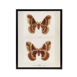 "Artery8 Promethea Silkmoth Female Sherman Denton Framed Canvas Wall Art Print in White - Size: W12"" x H16""" - thumbnail 1