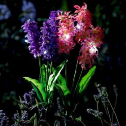 mysmartbuy 2 x Hyacinth Style Solar Stake Lights - Pink & Purple Flower Shaped Outdoor Garden Lighting Decorations - Each Measure H70cm