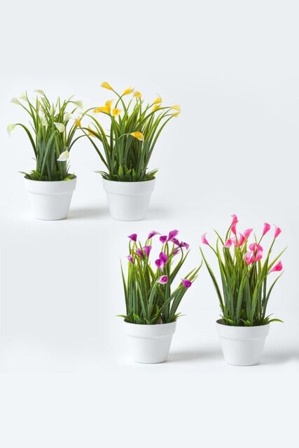 Homescapes Set of 4 Multi-Coloured Artificial Calla Lilies in White Pots - image 1
