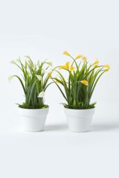 Homescapes Set of 4 Multi-Coloured Artificial Calla Lilies in White Pots - thumbnail 2