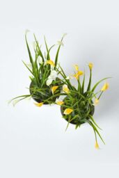 Homescapes Set of 4 Multi-Coloured Artificial Calla Lilies in White Pots - thumbnail 4