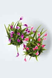 Homescapes Set of 4 Multi-Coloured Artificial Calla Lilies in White Pots - thumbnail 3