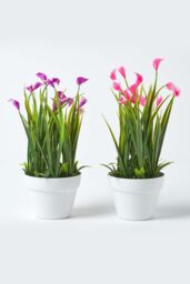 Homescapes Set of 4 Multi-Coloured Artificial Calla Lilies in White Pots - thumbnail 6