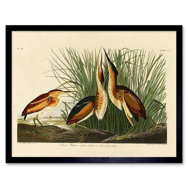 "Artery8 Painting Book Page Birds America Audubon Bittern Framed Wall Art Print in Beige - Size: W12"" x H16""" - image 1