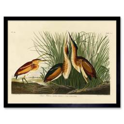 "Artery8 Painting Book Page Birds America Audubon Bittern Framed Wall Art Print in Beige - Size: W12"" x H16""" - thumbnail 1