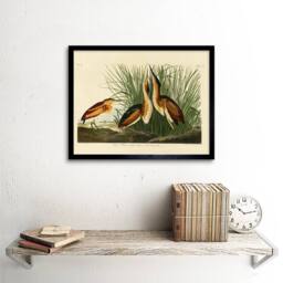 "Artery8 Painting Book Page Birds America Audubon Bittern Framed Wall Art Print in Beige - Size: W12"" x H16""" - thumbnail 2