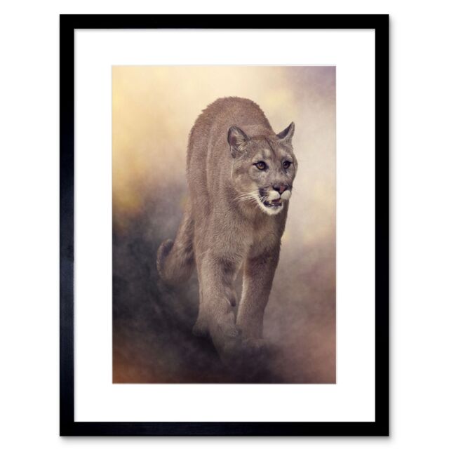 "Artery8 Wall Art Print Mountain Lion Cougar Art Framed 9x7 inch in Black - Size: W7"" x H9""" - image 1