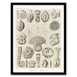 Artery8 Haeckel Framed Wall Art Talamophora Vintage Marine Life Illustration in Beige - Size: A4 - thumbnail 1