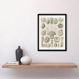Artery8 Haeckel Framed Wall Art Talamophora Vintage Marine Life Illustration in Beige - Size: A4 - thumbnail 2