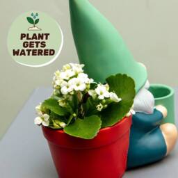 Boxer Gifts Hydrating Herbert Self Watering Plant Pot for Indoor Plants - thumbnail 5