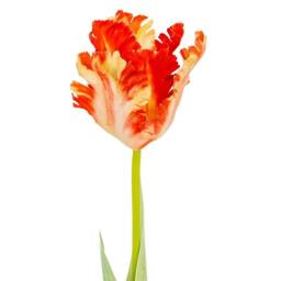 Lemon Pavilion Furniture and Decor Flame Orange Parrot Tulip Artificial Flower - Plastic - H69 cm - Green - thumbnail 2