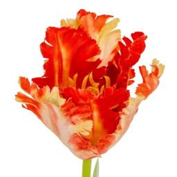 Lemon Pavilion Furniture and Decor Flame Orange Parrot Tulip Artificial Flower - Plastic - H69 cm - Green - thumbnail 3