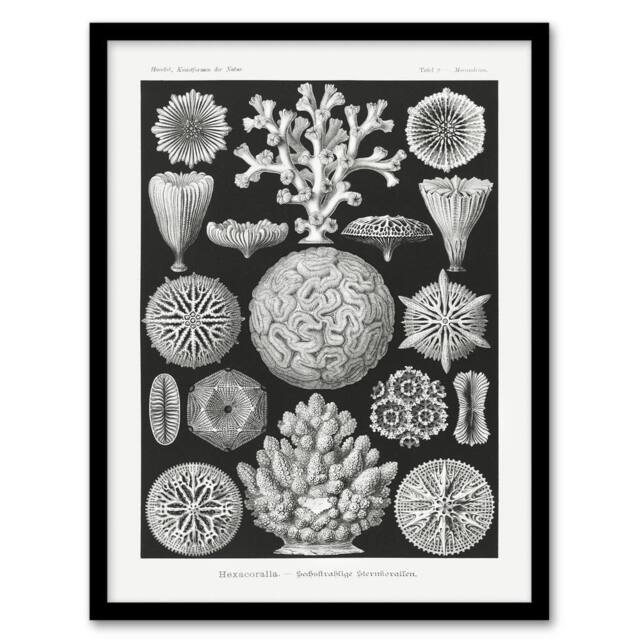Artery8 Hexacorallia Marine Life Illustration Haeckel Framed Wall Art Print in Black - Size: A4 - image 1