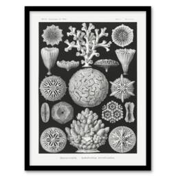Artery8 Hexacorallia Marine Life Illustration Haeckel Framed Wall Art Print in Black - Size: A4 - thumbnail 1