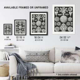 Artery8 Hexacorallia Marine Life Illustration Haeckel Framed Wall Art Print in Black - Size: A4 - thumbnail 3